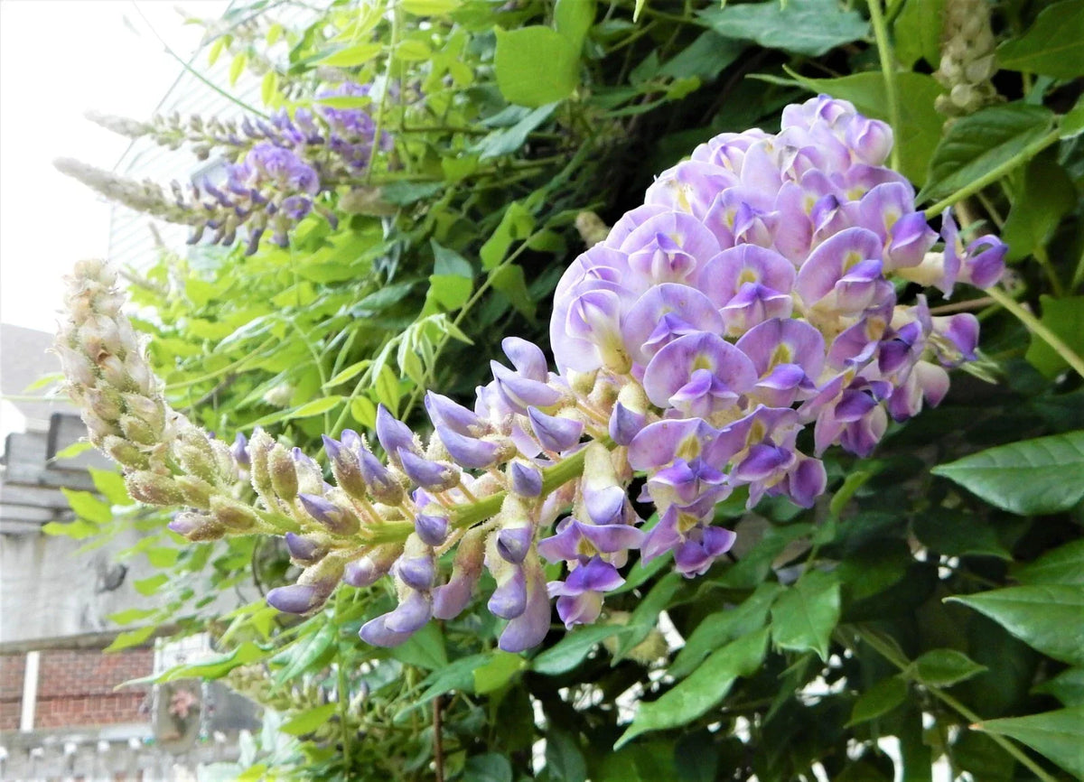 Wisteria Plant 6"-10" Tall Blue Moon Variety - Wisteria Macrostachya "Blue Moon" - Fragrant Blue-Purple Flowers for Garden