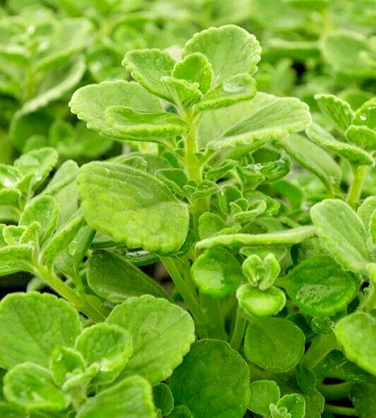Succulent Cuttings 4" Variegated Plectranthus Coleoides Swedish Ivy 3 Live Plants - Indoor/Outdoor Easy Care Propagation