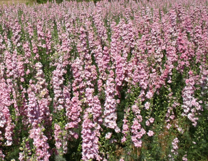 Rocket Larkspur Seeds - 500 Non-GMO Pink Pastel Flowers - Delphinium ajacis - Attracts Pollinators, Perfect for Gardens