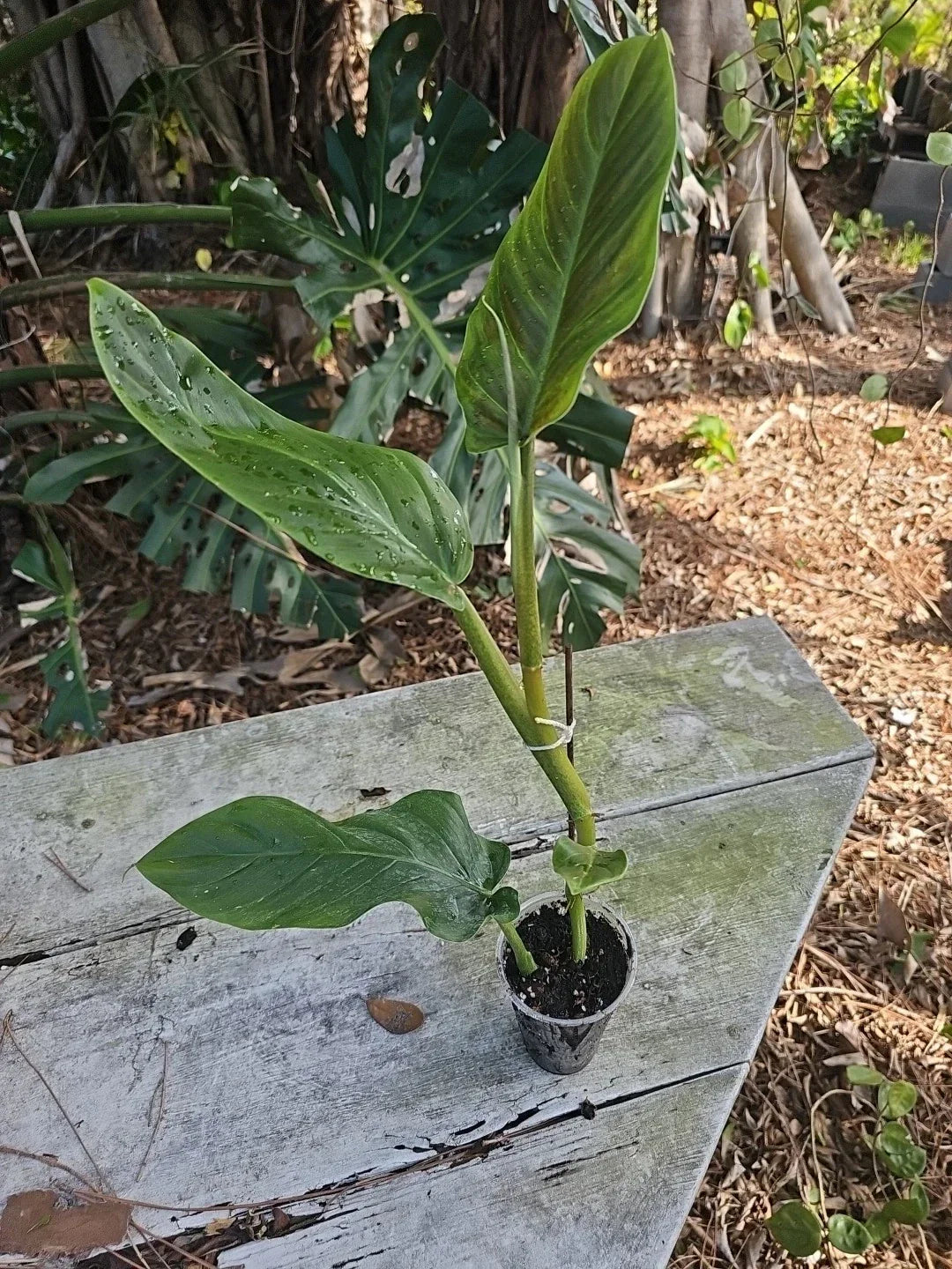 Philodendron Subhastatum Plant 20" in 3" Pot, Tropical Indoor Houseplant with Green Foliage, Philodendron subhastatum