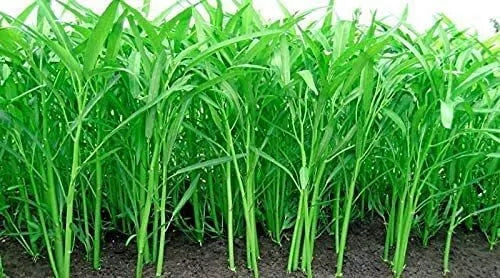 Ong Choy Seeds 250 Count - Water Spinach - Ipomoea aquatica - Fast-Growing Asian Vegetable for Home Gardens