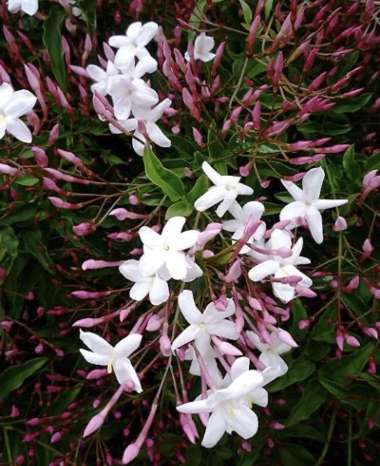 Pink Star Jasmine Cuttings - 16 Pieces - Fragrant Vines - Trachelospermum jasminoides - Ideal for Gardens and Trellises