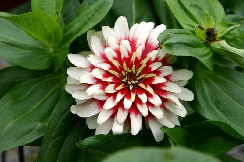 Zinnia Seeds - 20 Pack - Cherry & Ivory Swizzle - Zinnia elegans - Colorful Flower Seeds for Garden and Pollinators