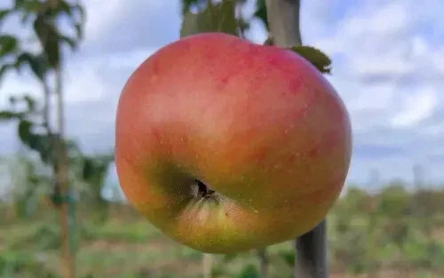 Argiliere Apple Seeds - 25+ Pack - Malus domestica - USA Grown - Perfect for Home Gardening and Edible Landscaping
