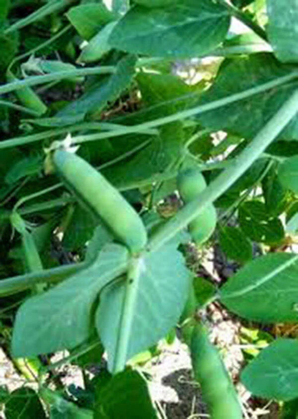 Heirloom Peas Seeds - 100+ Early Alaska Variety - Pisum sativum - Sweet, Tender Peas for Fresh Eating or Canning