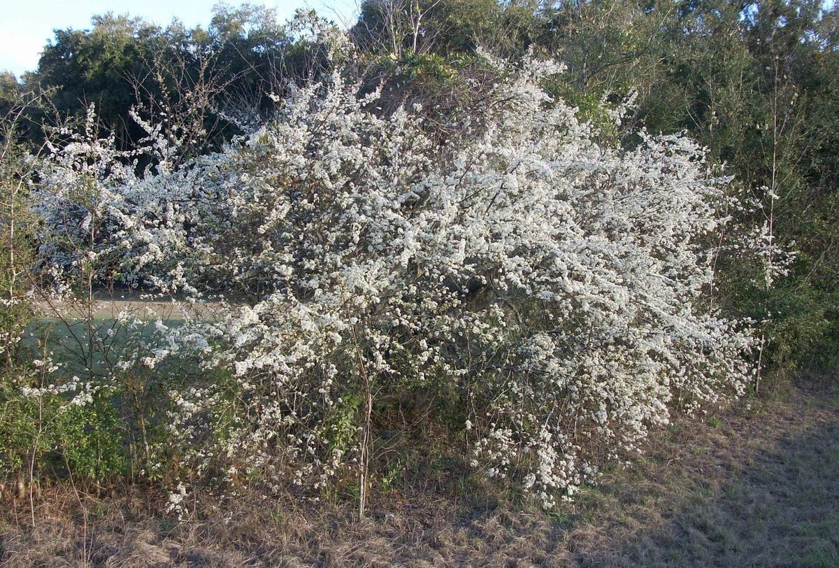 Wild Plum Tree Live Plant 12-18" Deciduous Prunus spp. 1-2 Years Old - White Blossoms & Edible Fruit for Gardens
