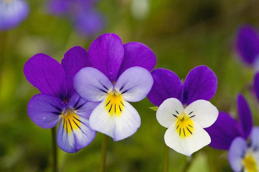 340 Seeds Johnny Jump-Up Violet Flower Seeds - Viola tricolor - Non-GMO Garden Planting for Pollinators and Containers