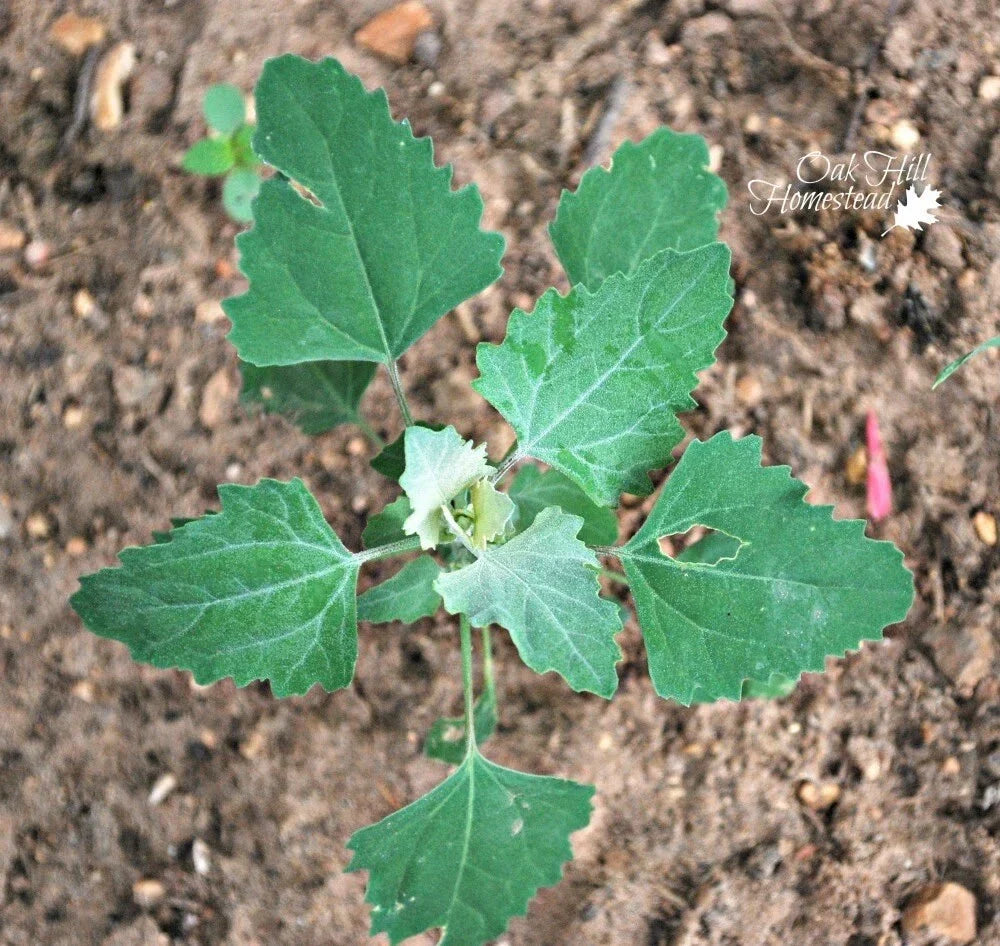 Set of 3 Live Herb Plants - Lamb's Quarters, Wild Spinach, Pigweed - Chenopodium album - Fresh with Roots