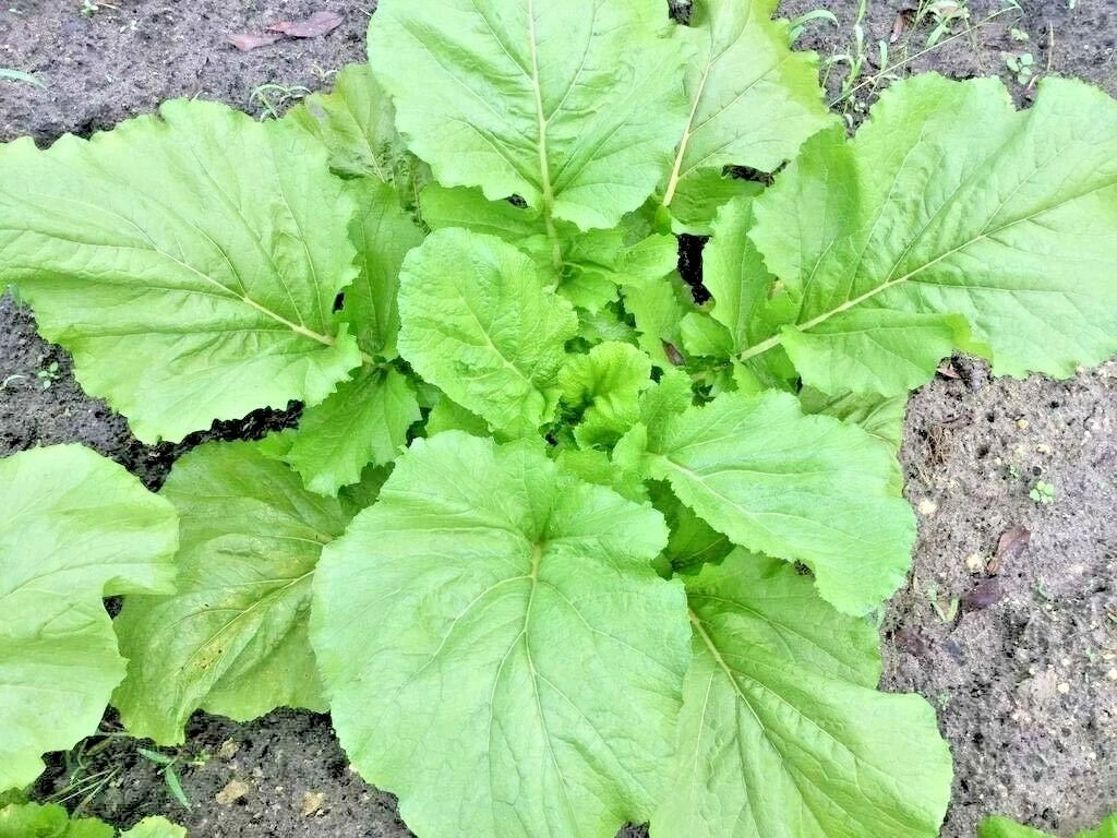 Florida Broadleaf Mustard Greens Seeds - Organic 601+ Count, Brassica juncea, Ideal for Spring & Fall Container Gardening