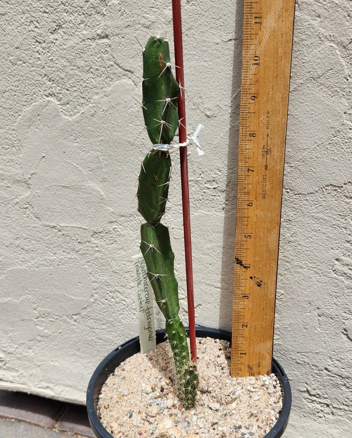 Live Rooted Triangle Cactus Plant - Acanthocereus Tetragonus - Unique Succulent for Indoor/Outdoor Gardens