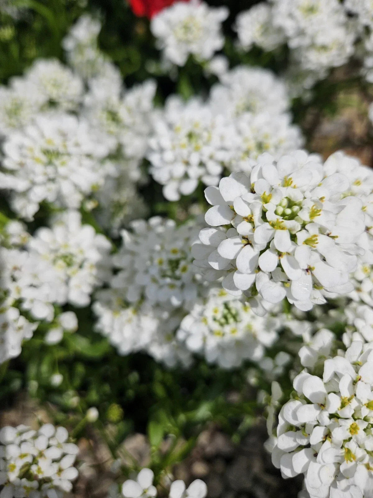 Candytuft Plant Bare Root 'Snow Surfer' White Flowers Iberis Sempervirens Perennial for Gardens Landscaping