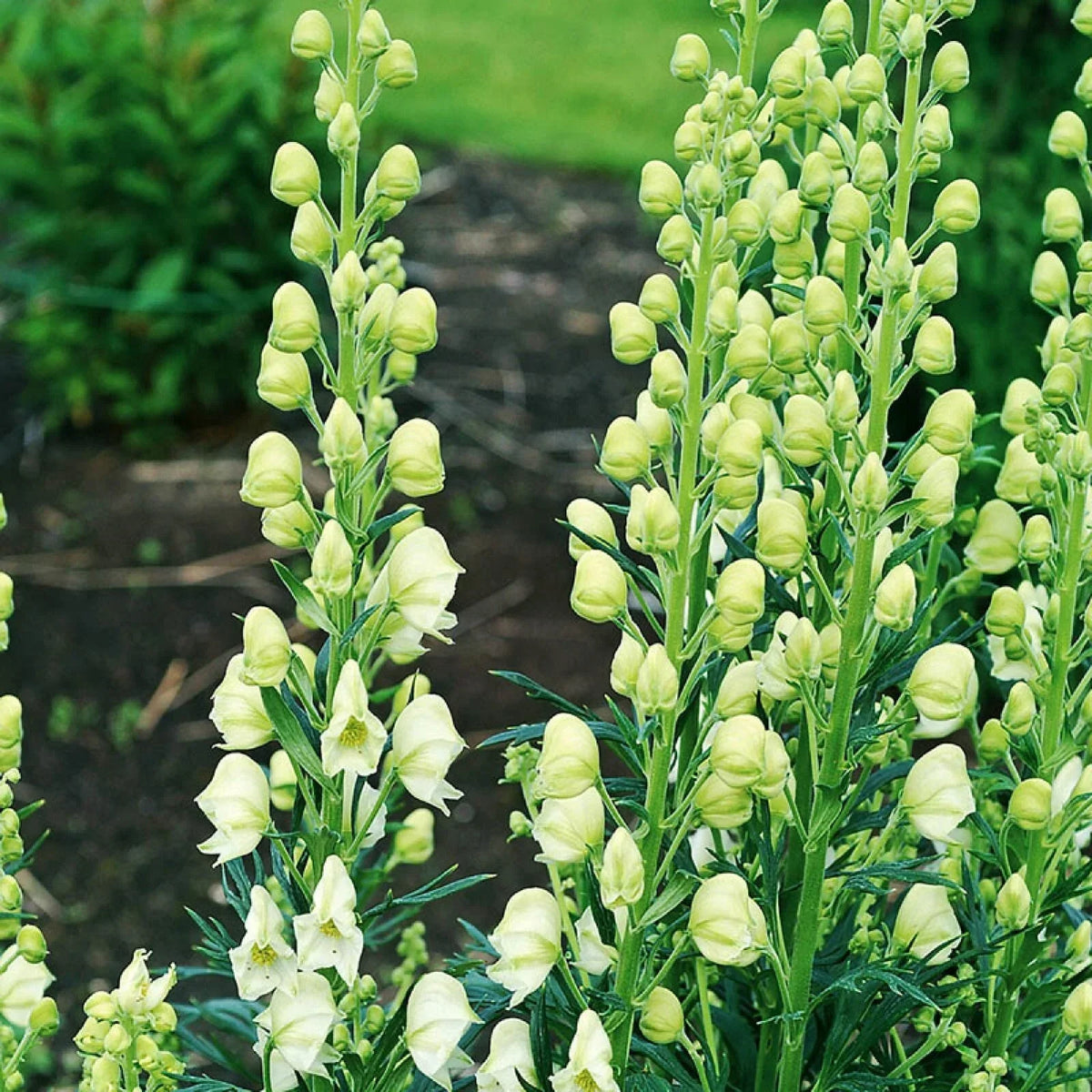 Bearded Monkshood Seeds - Organic 5 Pack - Blue Flowering Perennial - Aconitum barnatum - Rare Shade Plant