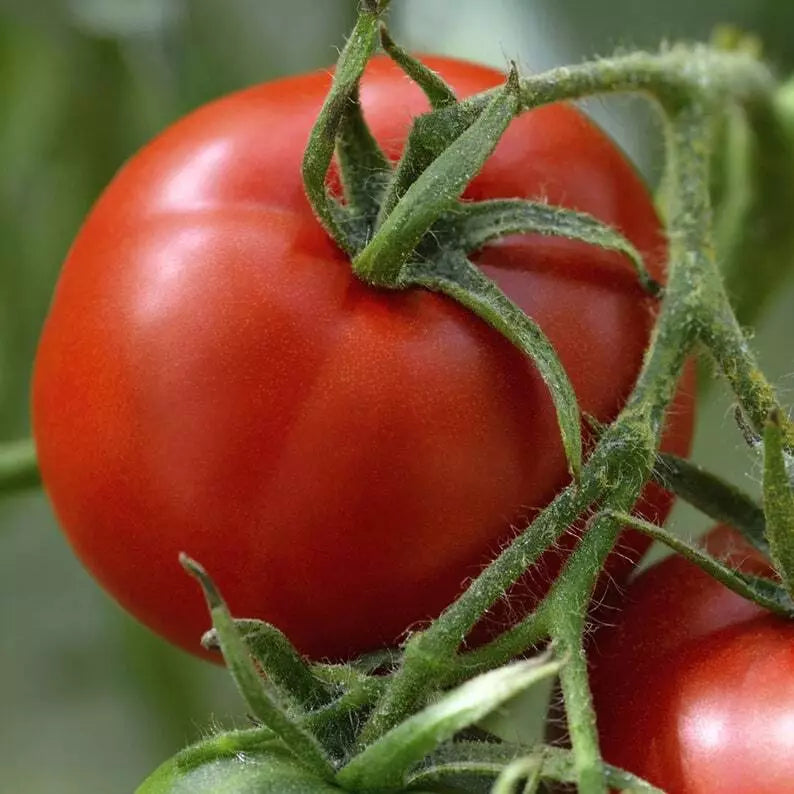 Florida Tomato Seeds 100 Ct Heirloom Non-GMO Vegetable Seeds for Garden, Lycopersicon esculentum
