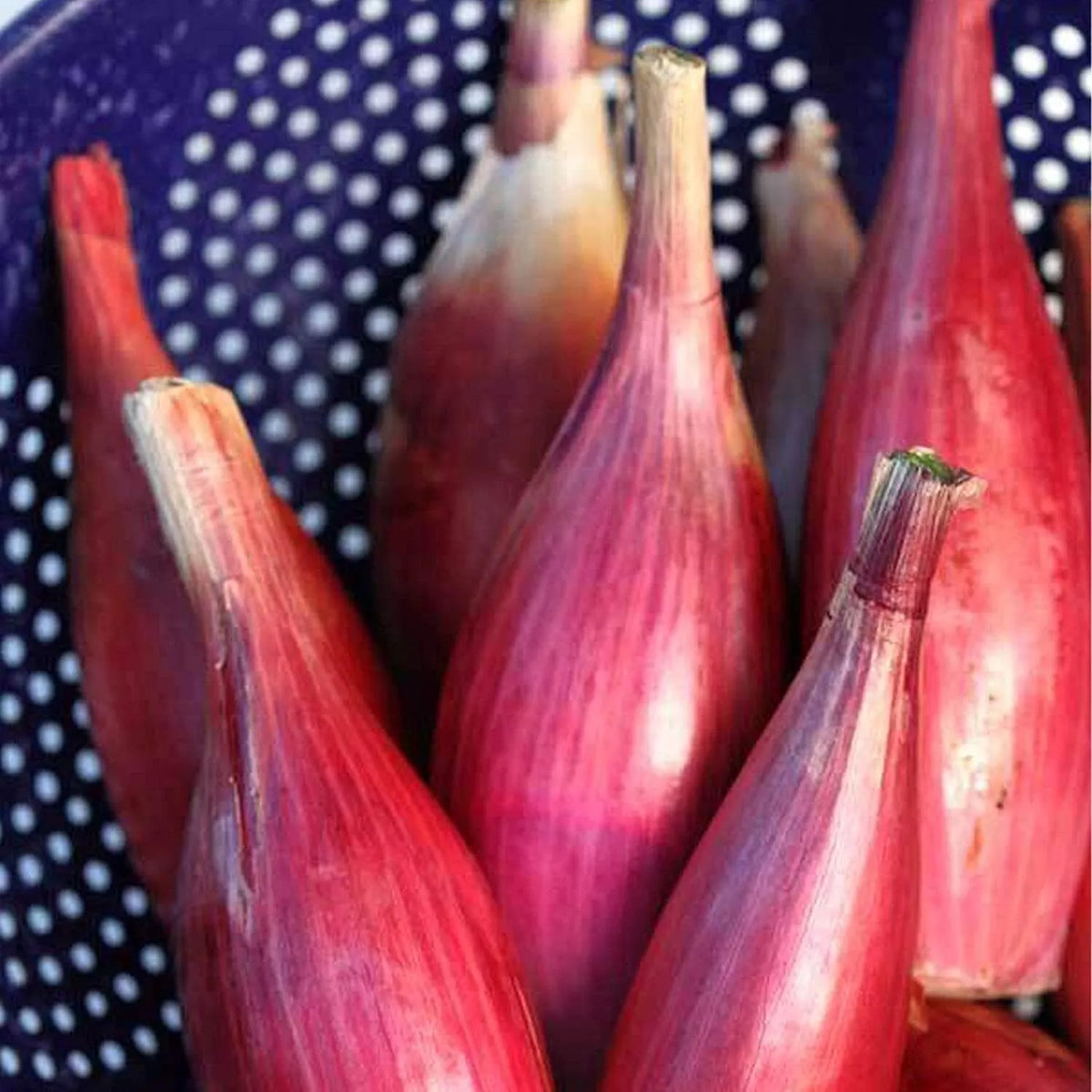 Italian Red Torpedo Onion Seeds - Rossa di Tropea - NON-GMO Heirloom - Allium cepa - Perfect for Home Gardens