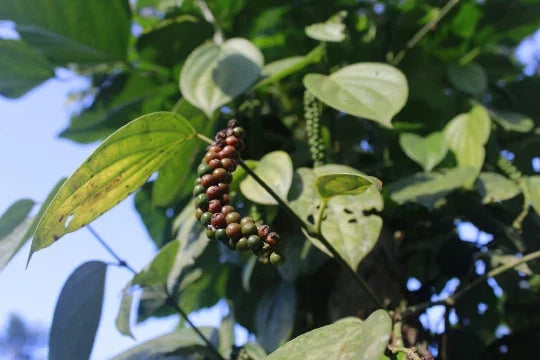Organic Black Beauty Peppercorn Seeds, 10 Seeds, Heirloom Variety, Piper nigrum, Non-GMO for Home Gardening and Culinary Use