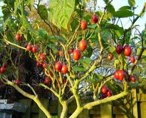 Tomato Tree Bonsai Seeds 10 Pack Tamarillo Cyphomandra betacea Unique Fruits Easy Care Indoor Outdoor Gardening
