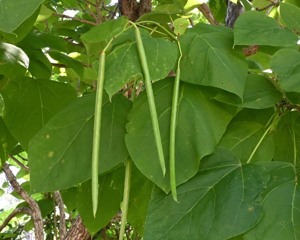 Catalpa Tree Seeds - 50 Seeds for Planting - Large Leaves & White Flowers - Catalpa bignonioides
