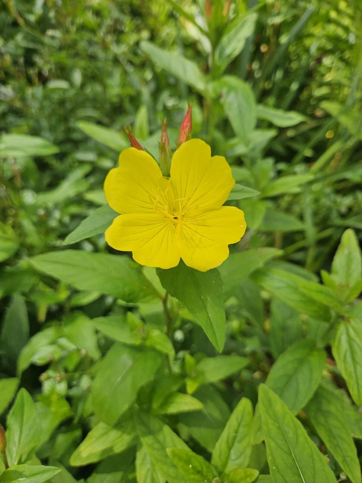 Evening Primrose Plant - 4-Inch Pot - Yellow Bloom - Oenothera biennis - Perennial - Zones 3-10 - Attracts Pollinators