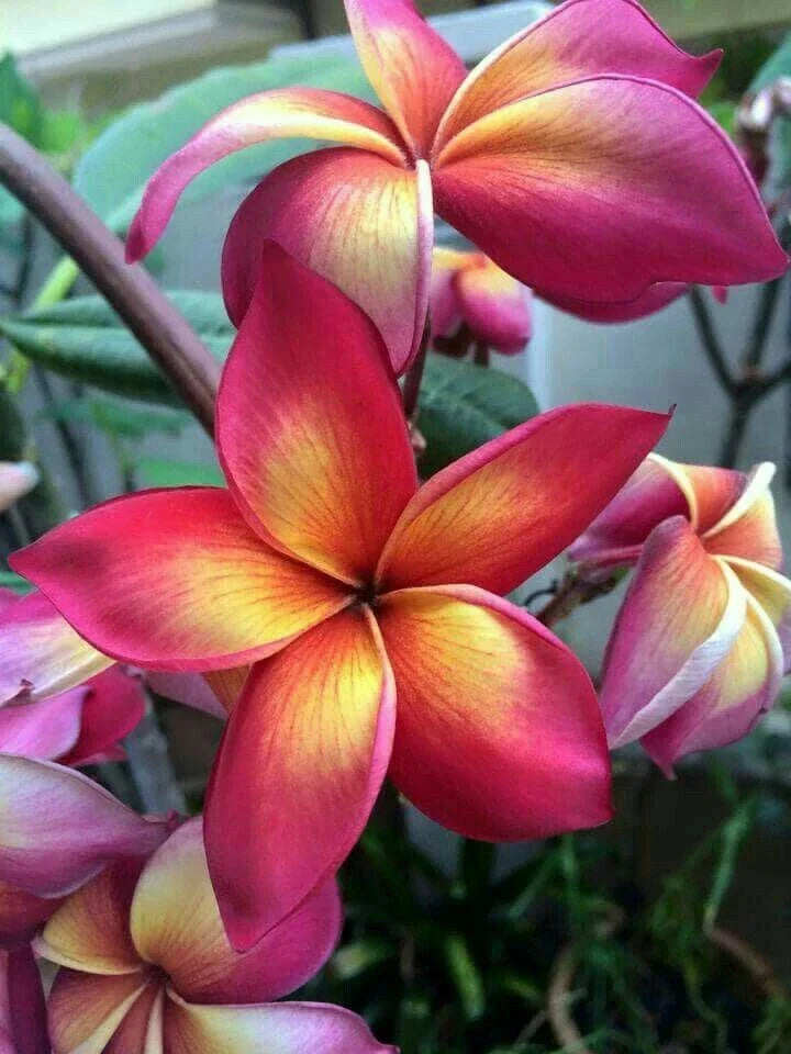 Plumeria Seeds - 5 Bright Pink Orange Flower Seeds - Perennial Plant (Plumeria rubra) for Tropical Gardens & Containers