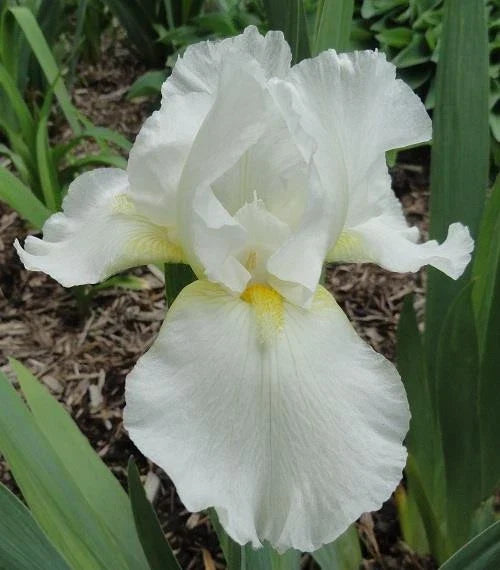 Tall Bearded Iris Plants 2 Pack Ruffled White Iris germanica - Hardy Perennial Flowers for Gardens and Borders
