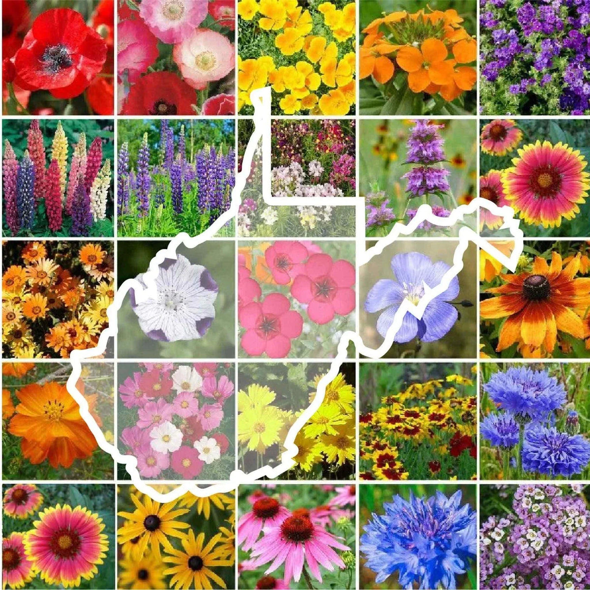 Wildflower Seed Mix 1000 Seeds Non-GMO West Virginia Perennial & Annual Variety (25 Types) Various Species
