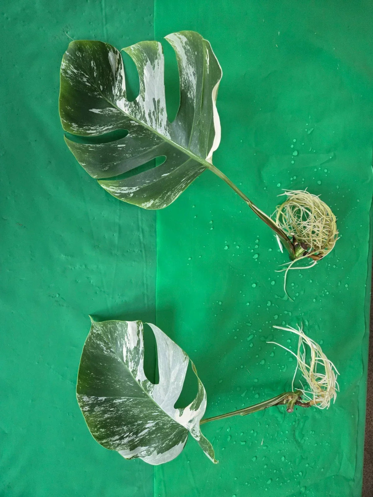 Monstera Albo Borsigiana Cutting - Rooted Plant - Rare Variegated Houseplant - Monstera Deliciosa 'Albo Variegata'