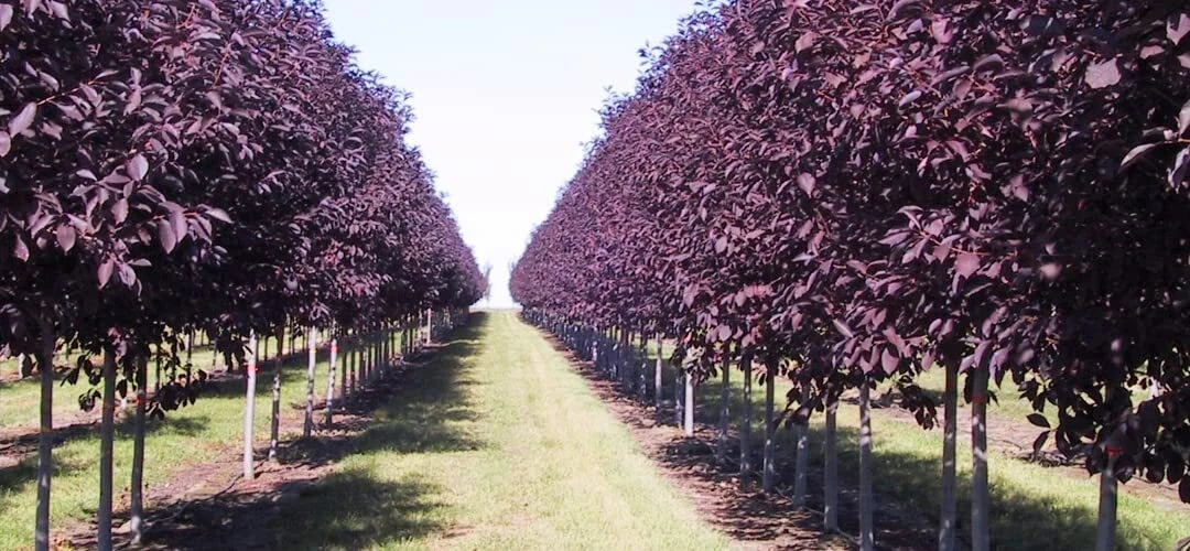 Chokecherry Tree Seeds - 30 Purple Seeds for Planting - Prunus virginiana - Shubert Variety - Edible Fruit & Attractive Foliage