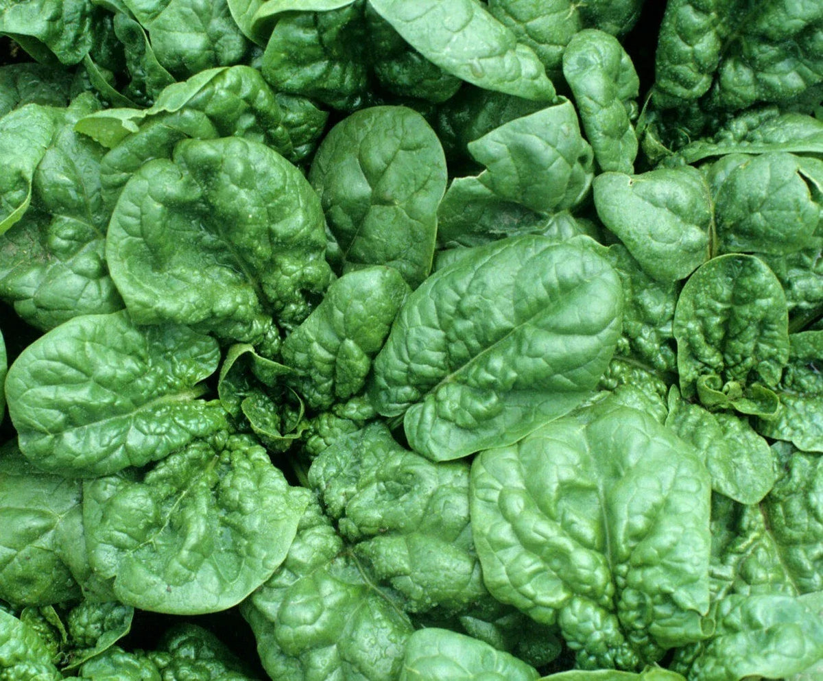 Spinach Seeds 100+ Count Bloomsdale Leafy Greens Spinacia oleracea for Vegetable Garden