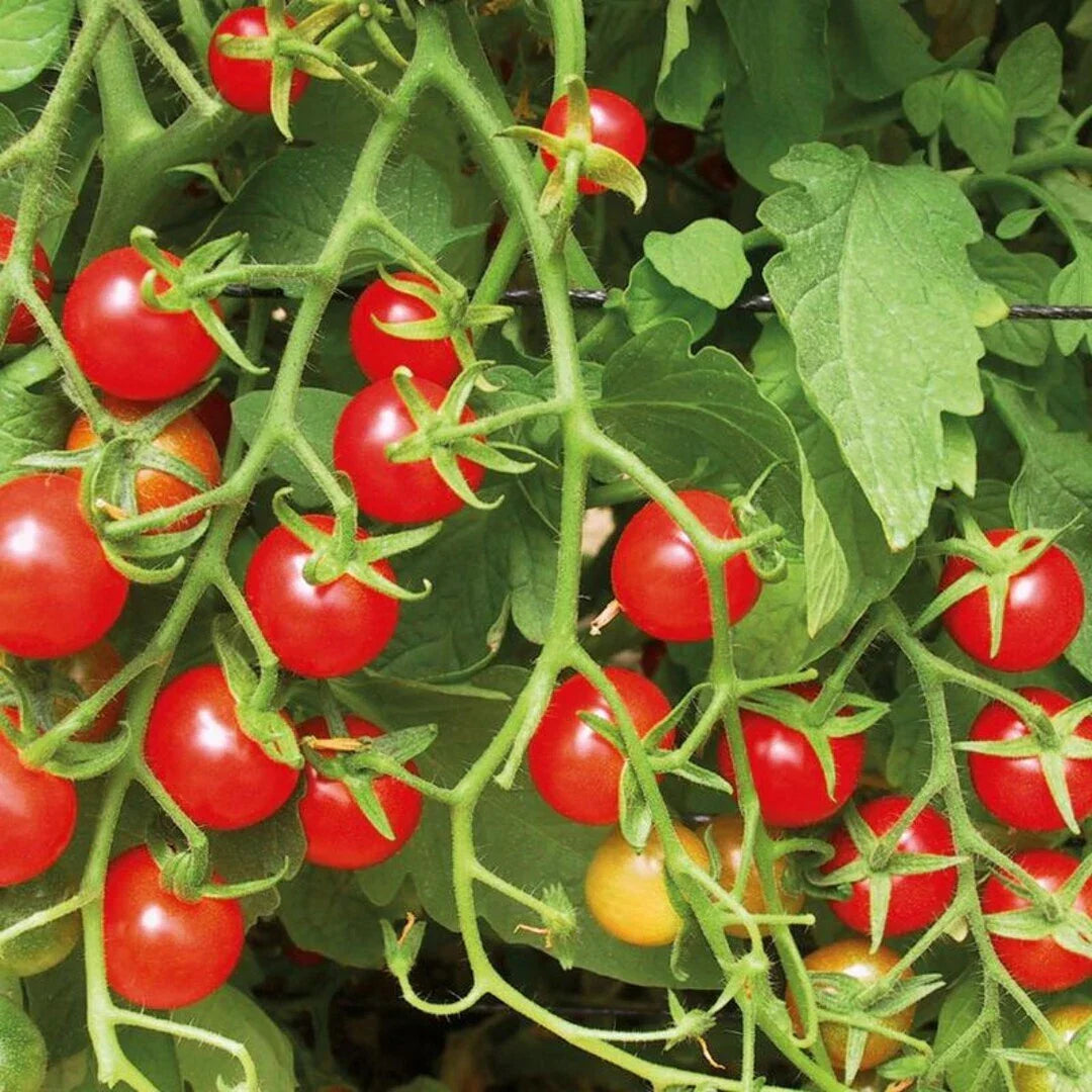 Sweetie Tomato Seeds 100 Ct - Heirloom Cherry Tomato (Solanum lycopersicum) - Indeterminate Vegetable Seeds for Home Gardening