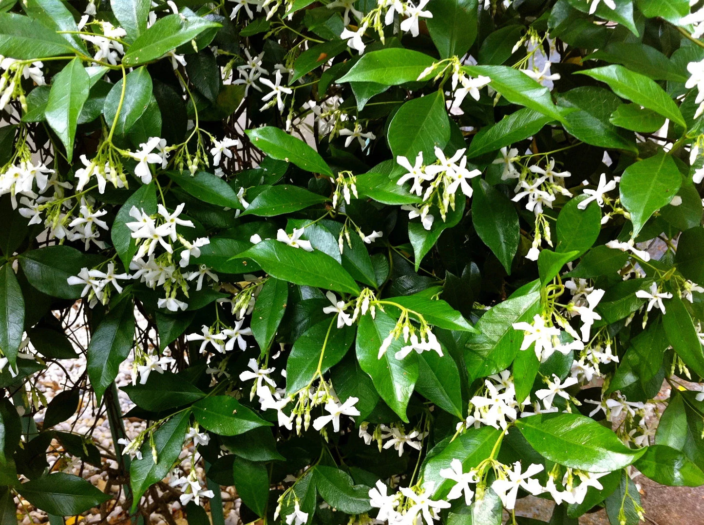 Organic Live Star Jasmine Cuttings - Trachelospermum jasminoides - Rooting for Gardening
