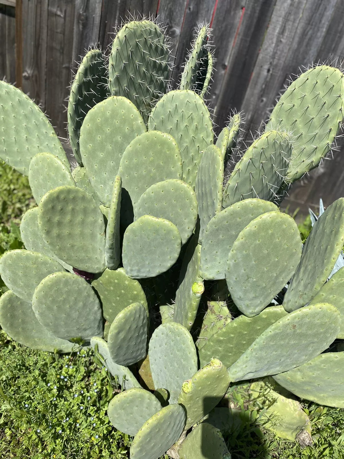 Big Spineless Cactus Pads 4+ Lbs Opuntia for Human/Reptile Food, Culinary Use, Planting & Nutrition