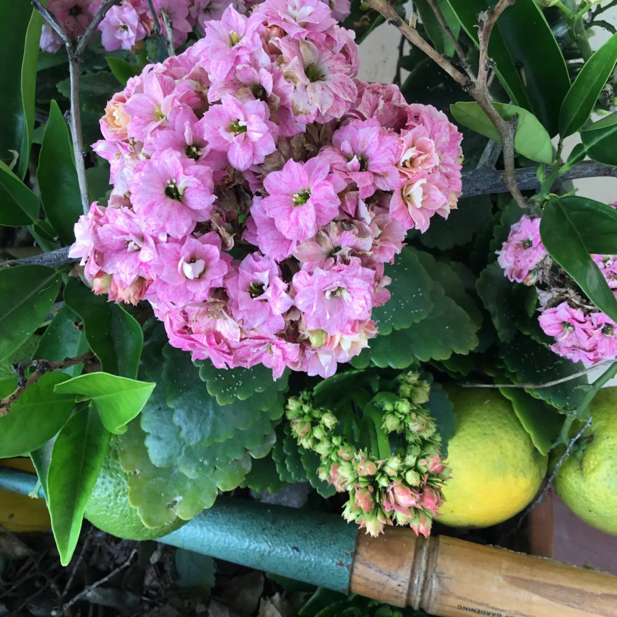 Kalanchoe Succulent Cuttings - 3 Colors Pink Yellow Red - Kalanchoe spp. Rooting Starter Plants for Easy Propagation