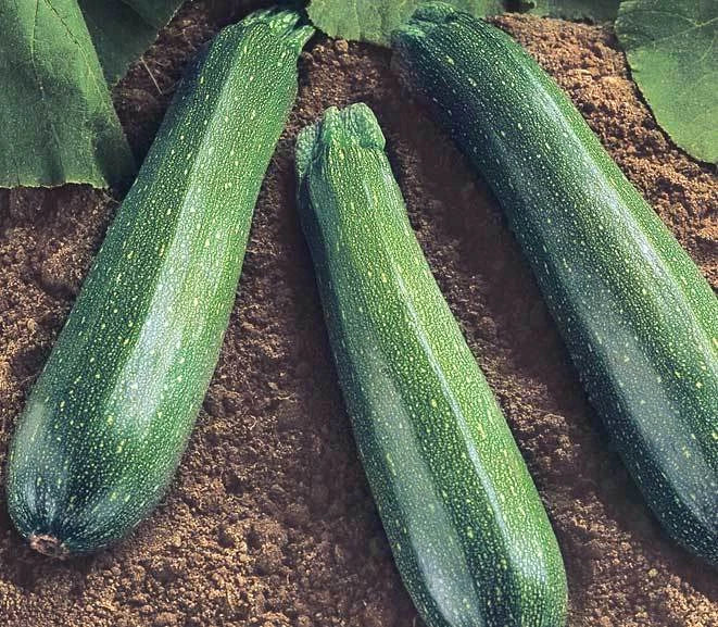 Spineless Beauty Zucchini Seeds - Fresh Cucurbita pepo for Easy Gardening - 20 Pack, Perfect for Container Gardening