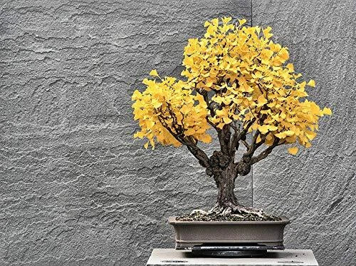 Bonsai Ginkgo Biloba Tree Seeds - 5 Pack - Edible Leaves - Ginkgo biloba - Compact Bushy Growth for Home Garden