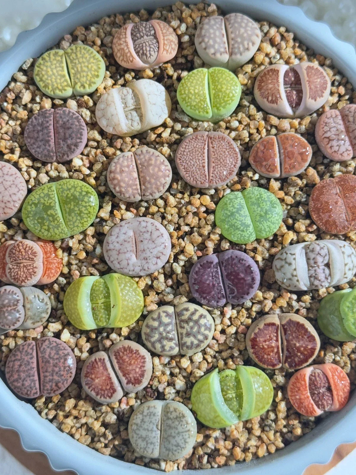 Live Lithops Succulents 10pc Assorted Bare Root Wedding Favors - Unique Living Stones (Lithops spp.) for Succulent Lovers