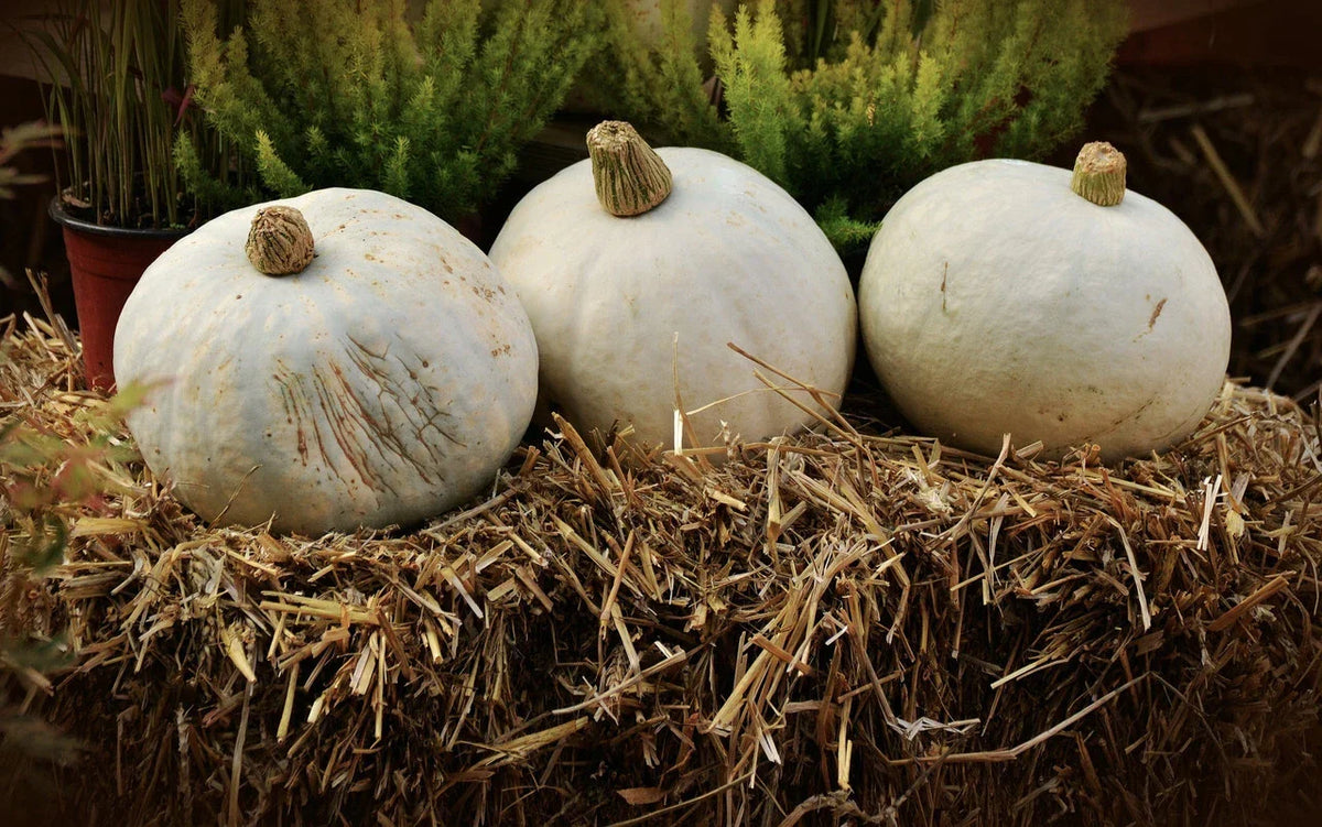 Amish Pie Winter Squash Seeds - NON-GMO Heirloom Variety - Cucurbita maxima - Sweet Potato Flavor for Baking & Cooking