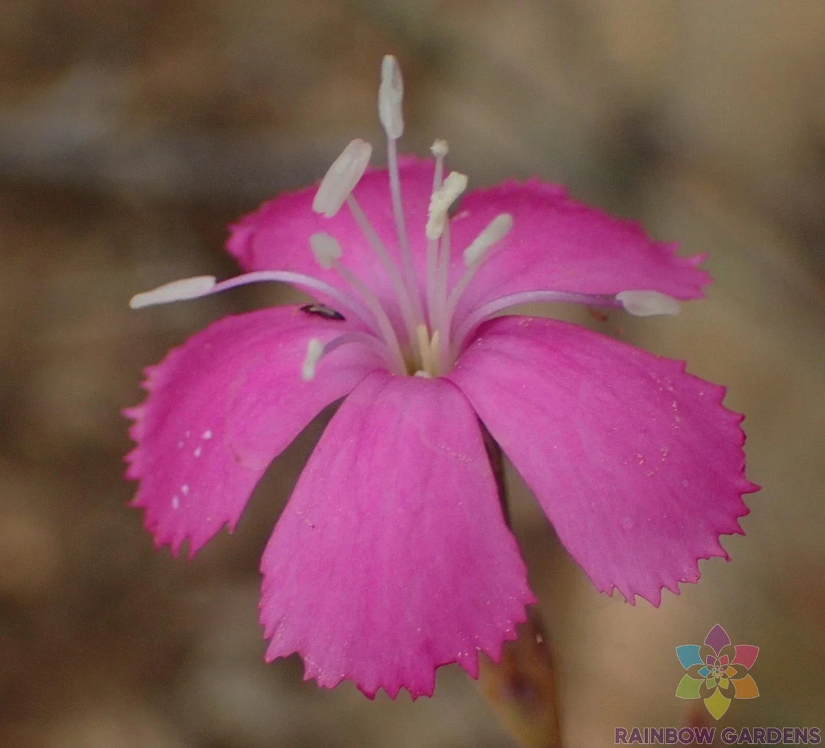 Lesotho Pink Carnation Seeds - 200+ Count - Dianthus caryophyllus - Vibrant Pink Flowers for Garden Planting