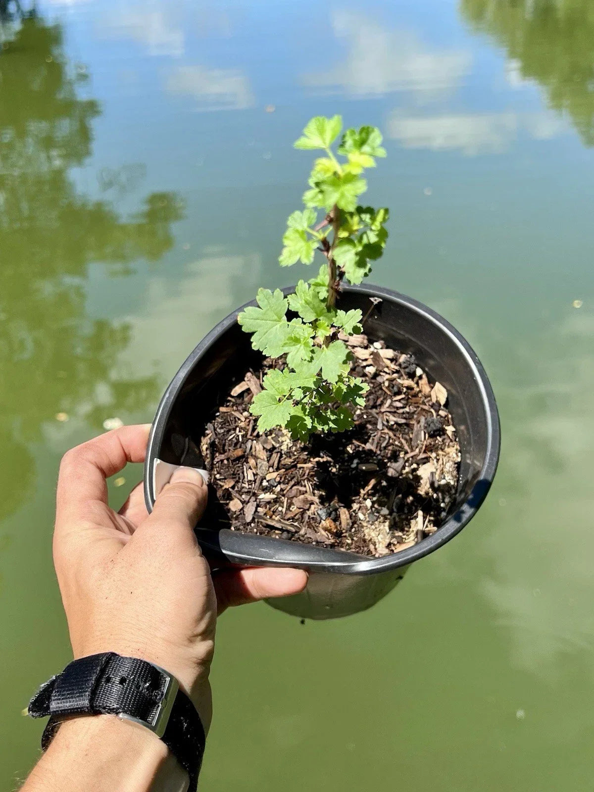 Black Velvet Gooseberry Starter Plant - 4-Inch Well-Rooted Superfood Berry - Ribes nigrum - Zones 3-8
