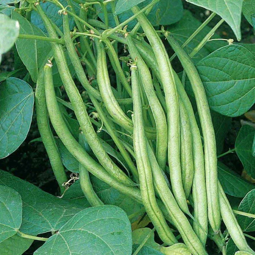 Tendergreen Green Bean Seeds - 30+ Count - Improved Variety - Phaseolus vulgaris - Ideal for Home Garden Planting 2025