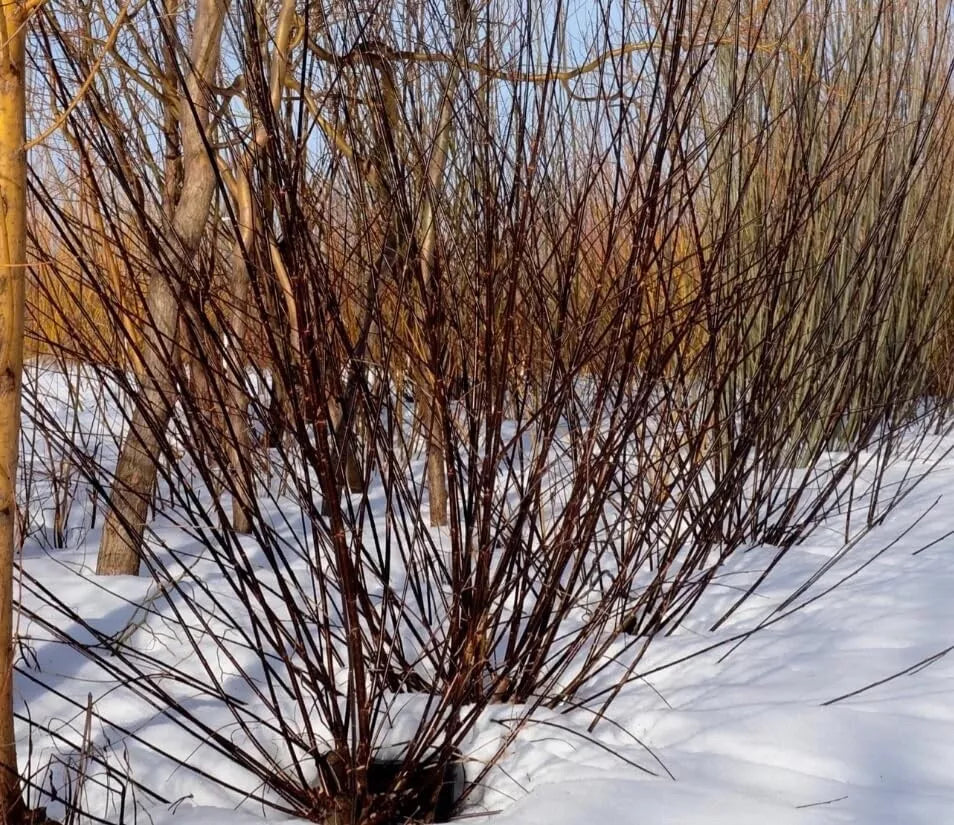 Blackskin Willow Cuttings - 2 Bush Cuttings - Rare Black Branches - Salix nigra - Easy Propagation for Garden Enhancement