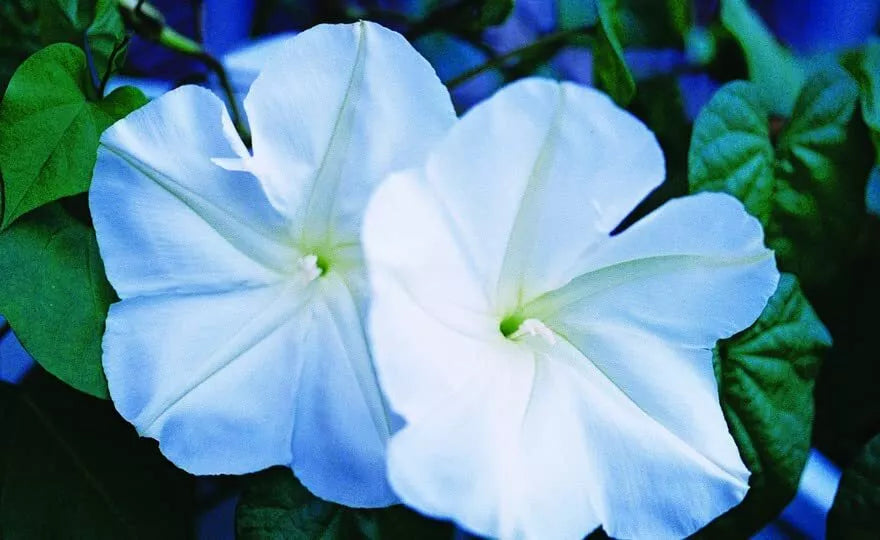 Moonflower Seeds for Planting - Night Blooming Fragrant White Flowers, Ipomoea alba, 100+ Seeds
