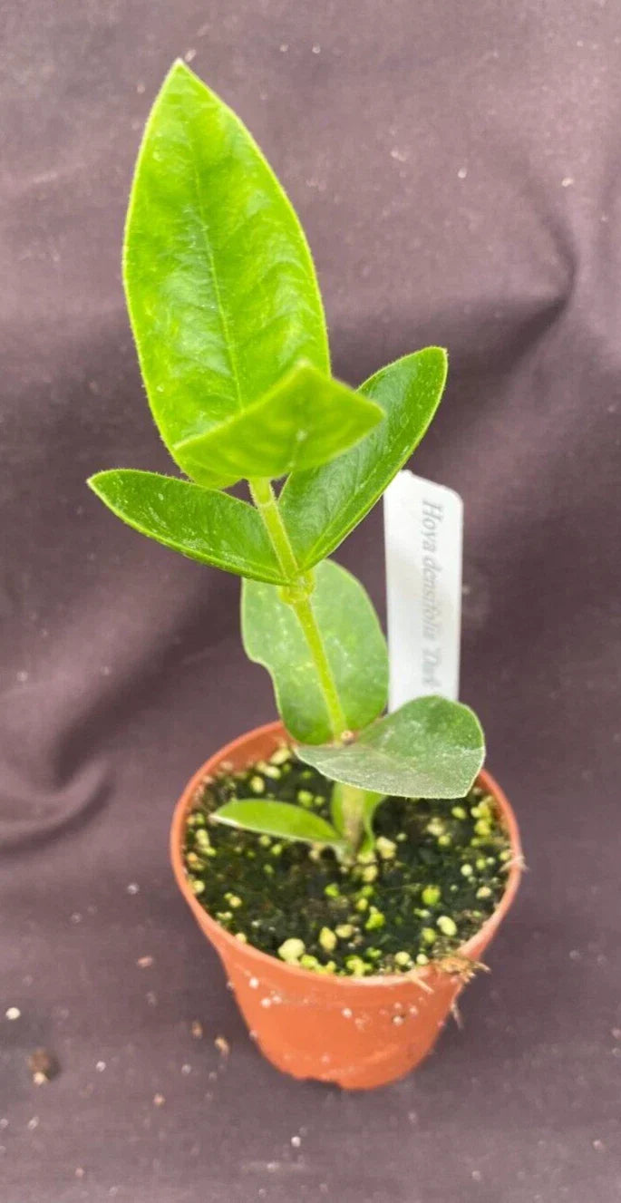 Hoya Densifolia 'Dark' Rooted Plant 2" Pot - Vining Dark Green Foliage, Easy Care Indoor Houseplant, Hoya densifolia