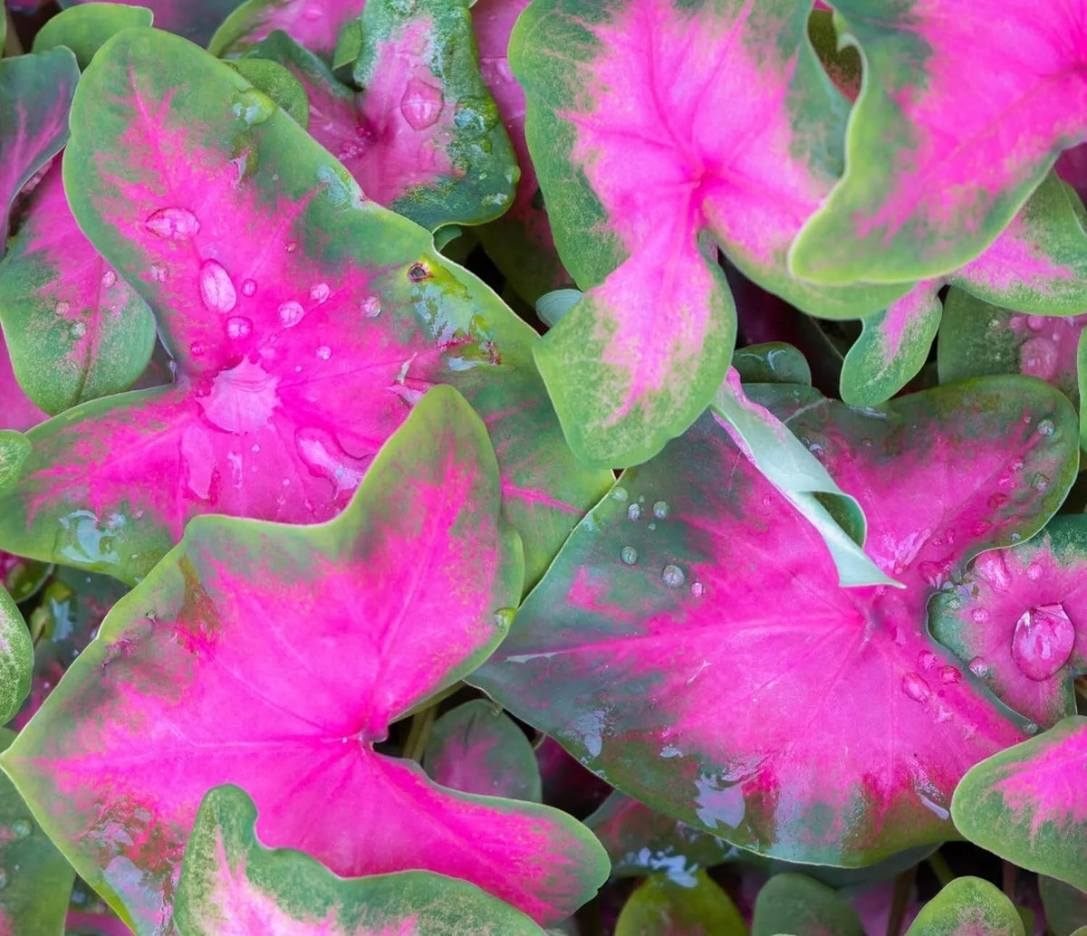 Caladium Bulbs 6 Pack - Pinky Promise Variety - Perennial Elephant Ears - Caladium bicolor for Planting