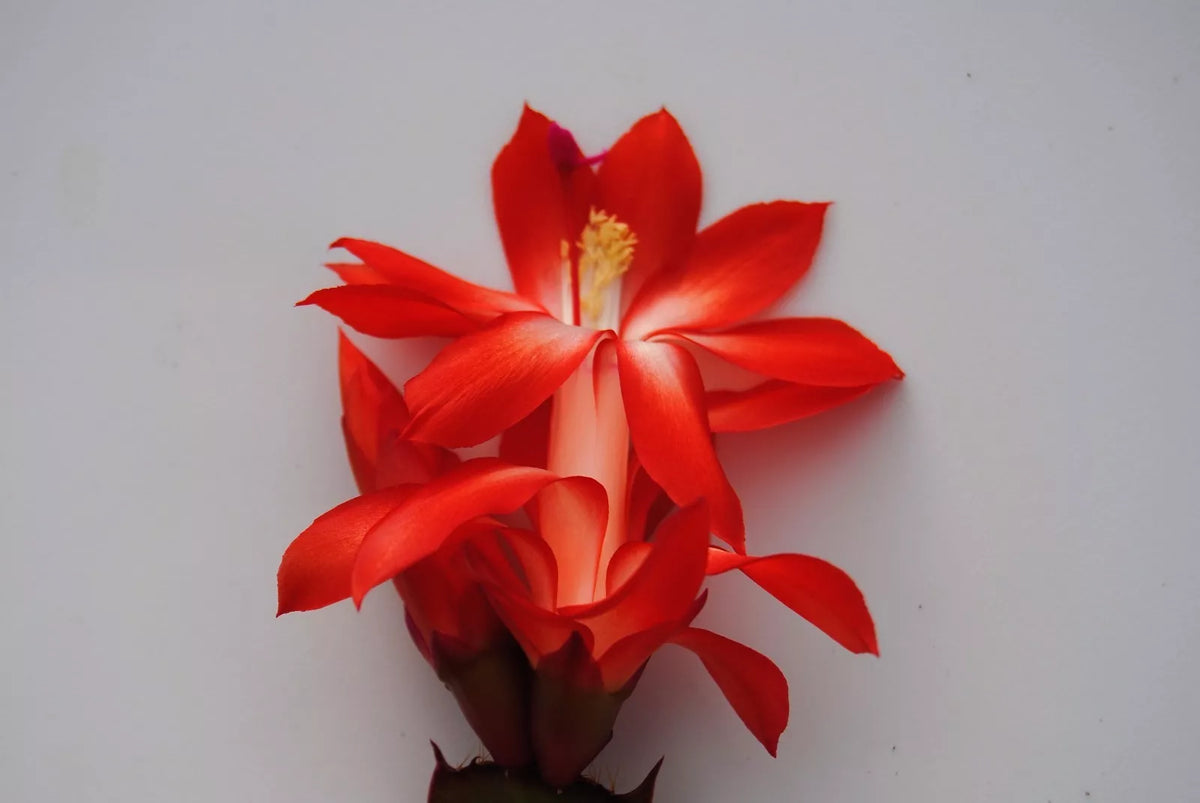 Christmas Cactus Starter Plant - Well-Rooted Boom Variety - Schlumbergera Truncata - Easy Care Indoor Houseplant