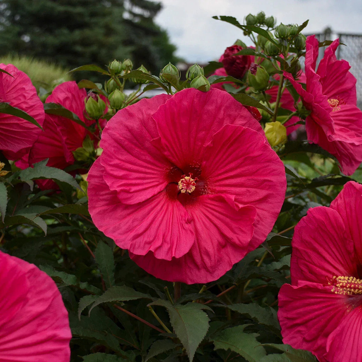 Bush Hibiscus Plant 2.5" Pot Summer in Paradise Hardy Shrub Hibiscus rosa-sinensis Dormant Tropical Flowering Plant
