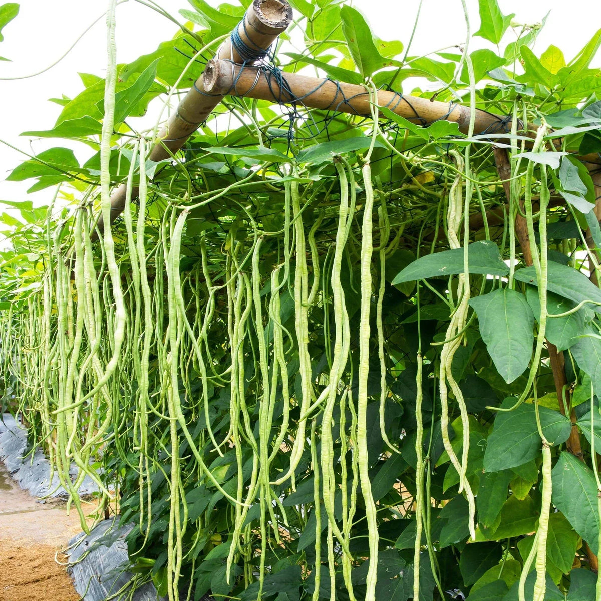 Cow Pea Seeds for Planting | 50+ Non-GMO Seeds | Vigna unguiculata | Soil Health & Nutrient-Rich Garden Crop