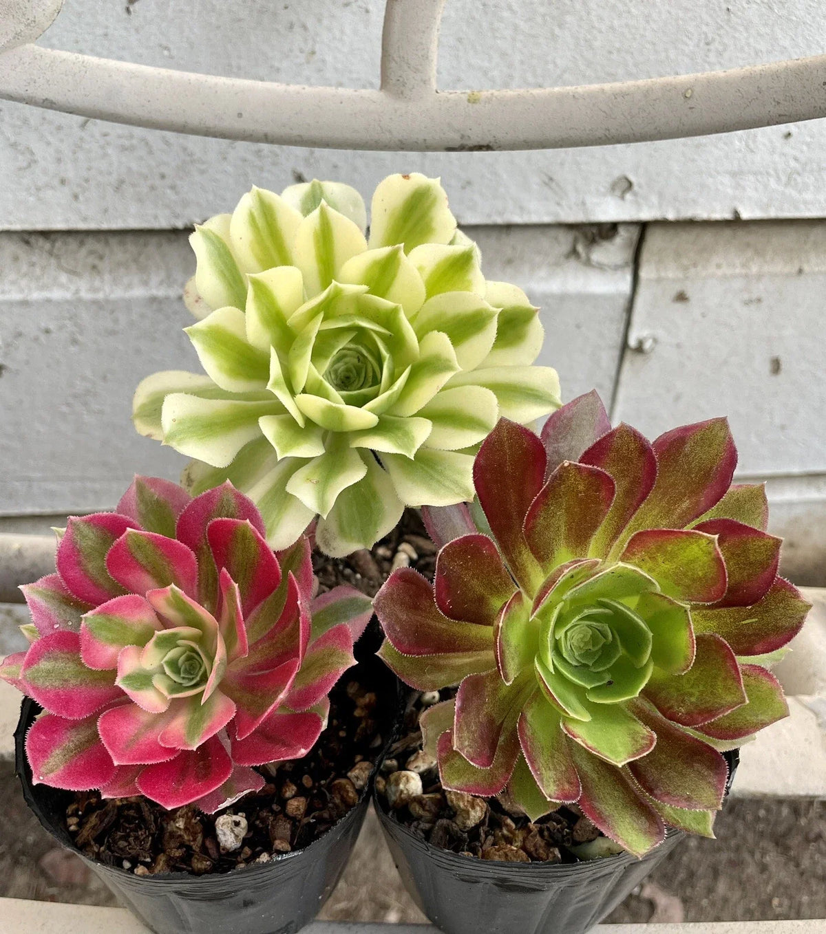 Succulent Live Plant Cuttings - Aeonium Combo - Varied Colors - Aeonium spp. - Easy Care Indoor Gardening