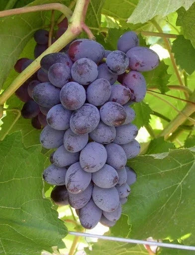 Live Rooted Fredonia Grape Plant - Black/Blue, Self-Pollinating, Early Ripening - Vitis labrusca - Zones 5-8