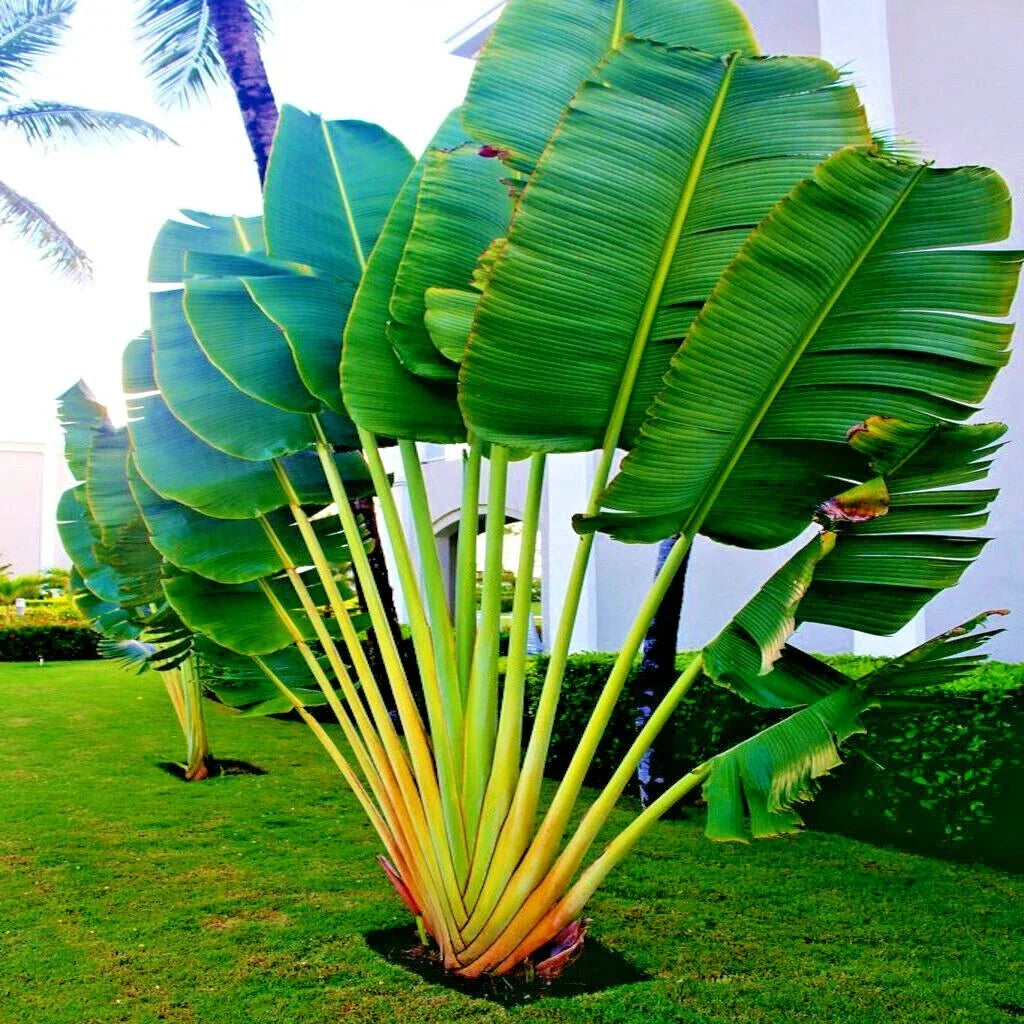 Travelers Palm Tree Seeds - Ravenala madagascariensis - Exotic Bird of Paradise Plant Seeds for Tropical Gardens