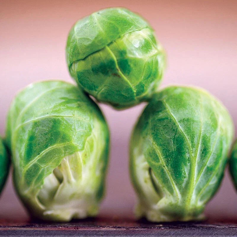 Brussels Sprouts Seeds 100 Count Long Island Brassica oleracea var. gemmifera, Ideal for Fall Harvest, Easy to Grow